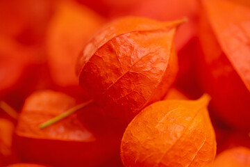 Früchte der  Lampionblume, Physalis alkekengi, in einer Nahaufnahme