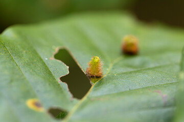 Hairy gall of Gall Midge Hartigiola annulipes on beech leave