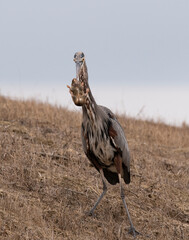 Great Blue Heron With Gopher