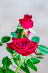 Red rose petals with rain drops closeup.