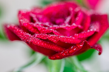 Red rose petals with rain drops closeup.