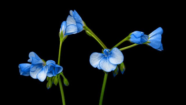 Timelapse of beautiful blue flowers blooming on black background. Blooming geranium flowers close-up