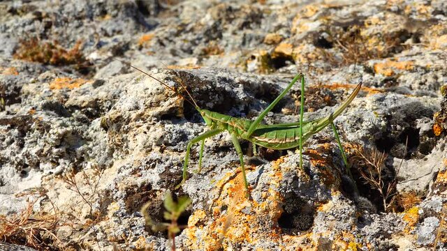 Predatory bush cricket, or the spiked magician (Saga pedo, Orthoptera), largest endangered grasshopper in Europe, Red Book