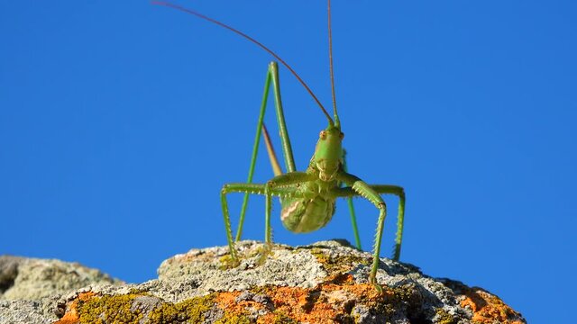 Predatory bush cricket, or the spiked magician (Saga pedo, Orthoptera), largest endangered grasshopper in Europe, Red Book