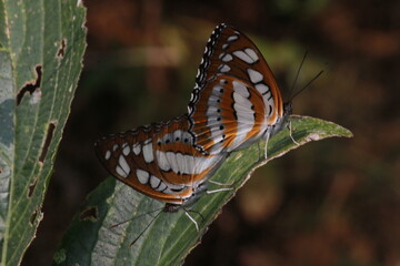 Common Sailor Butterfly's Mating