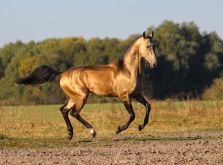 horse in the field, golden stallion with black mane and tail,