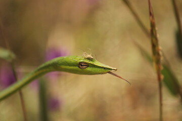 VINE SNAKE WITH SPIDER- TONGUE