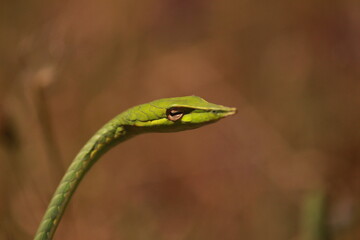 GREEN VINE SNAKE