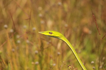 VINE SNAKE - GREEN