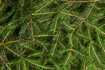 New Year's Christmas background of spruce flatley branches