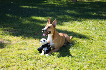 Large cinnamon coloured dog lying on the grass with a stuffed toy in the shape of a panda bear....