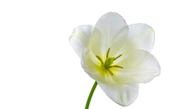 Beautiful fresh white tulip opening, close up. Spa concept. Wedding, Birthday, Valentines day, Mothers day concept.