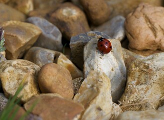 Ladybird climbing