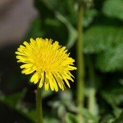dandelion