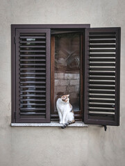 Cat sitting on a window sill with shutter