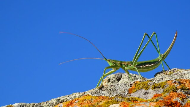 Predatory bush cricket, or the spiked magician (Saga pedo, Orthoptera), largest endangered grasshopper in Europe, Red Book