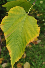 Linden leaf, close-up. Yellowing edges of a linden leaf, autumn. Background, texture.