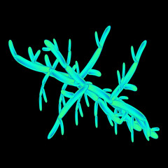 C. viswanathii candida. Pathogenic yeast-like fungi of the Candida type morphological structure. Vector illustration