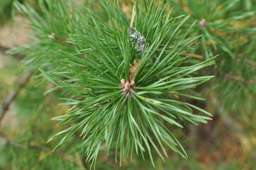 Young green needles of a pine. Close-up of a pine branch on a blurred background. Bokeh, background.