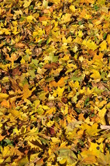 Yellow maple leaves on the ground. Autumn, leaves fallen from trees on the ground. Background, texture.
