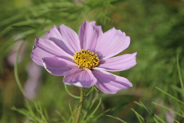 Obraz premium a Cosmos flower with pink petals on a background of bright green graceful leaves