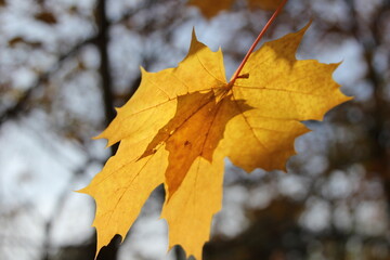 the outlines of a small maple leaf appear through a large maple leaf