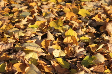 fallen foliage of lime trees illuminated by the autumn sun
