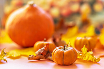 Autumn still life . Fallen maple leaves and orange pumpkins. Autumn harvest.
