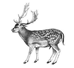 Spotted deer with horns. Cervus nippon. Dappled sika deer. Hand drawn realistic sketch, graphics...