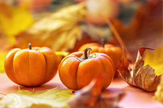 Autumn still life . Fallen maple leaves and orange pumpkins. Autumn harvest.