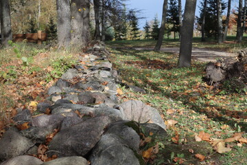 autumn in the forest