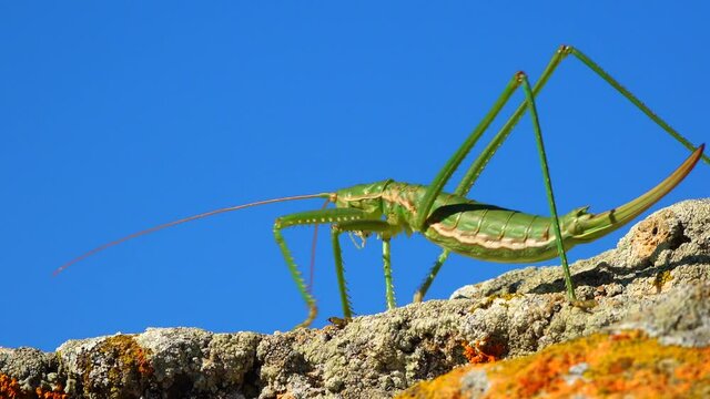 Predatory bush cricket, or the spiked magician (Saga pedo, Orthoptera), largest endangered grasshopper in Europe, Red Book