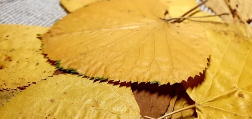 Dry autumn leaves. Autumn background of yellow leaves. 