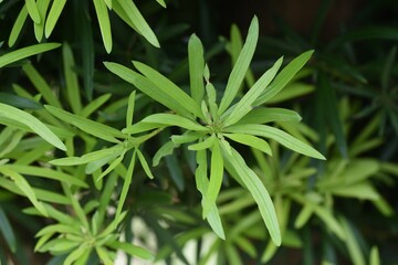 Fototapeta premium Podocarpus macrophyllus (Yew plum pine). Podocarpaceae dioecious evergreen conifer. Mainly used for garden trees and hedges. 