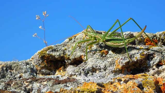 Predatory bush cricket, or the spiked magician (Saga pedo, Orthoptera), largest endangered grasshopper in Europe, Red Book