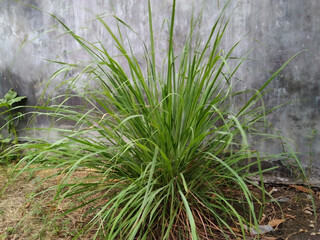 Green grass with roots on garden