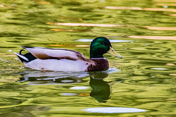 Obraz premium wild duck on the water