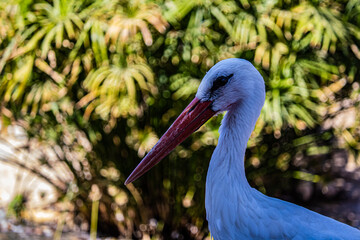 portrait of a white stork 