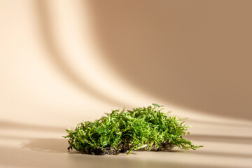 Natural podium for organic cosmetic product. Green moss isolated on pastel background with shadow....