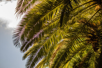 Obraz premium palm tree leaves close up