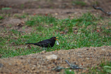 Common Blackbird (Turdus merula) feeding on grass