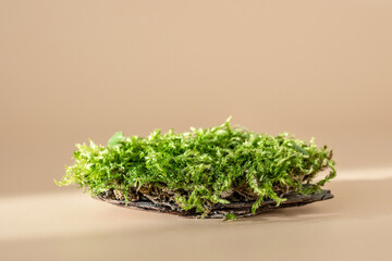 Natural podium for organic cosmetic product. Green moss isolated on pastel background with shadow....