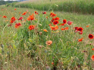 Poppies along the way