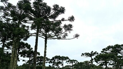 serra gaúcha - araucária 