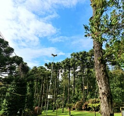 gramado - lago negro 