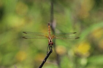 DRAGONFLY CLOSEUP