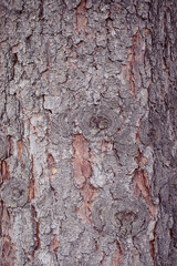 Bark of tree close up. Wooden natural texture .The concept of protecting and preserving nature.