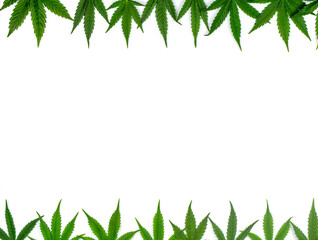 Top and bottom frame with cannabis leaves isolated