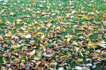 lawn full of freshly fallen leaves in autumn