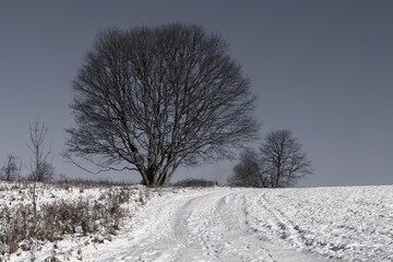 Beech in the winter landscape. - obrazy, fototapety, plakaty